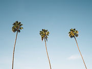 Palm Trees