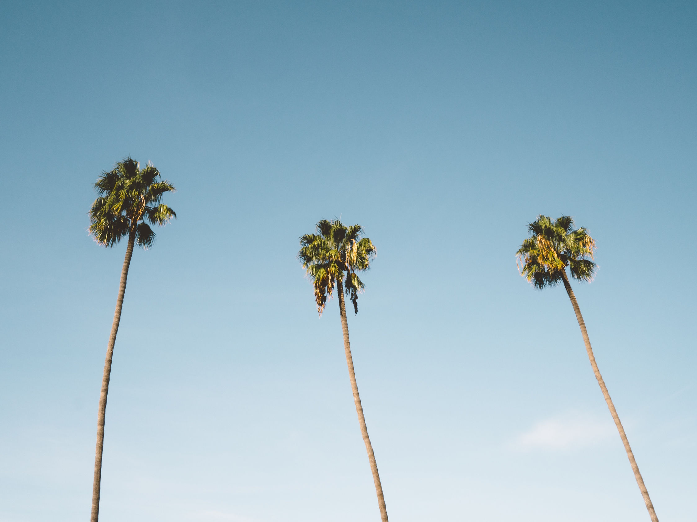 Palm Trees