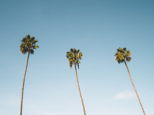 Palm Trees