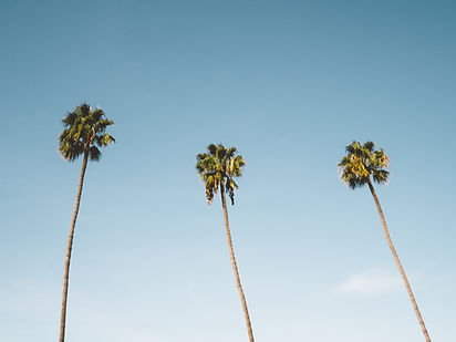 Palm Trees