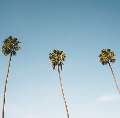 Palm Trees