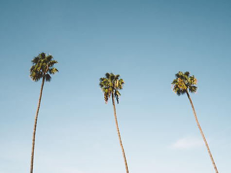 Palm Trees