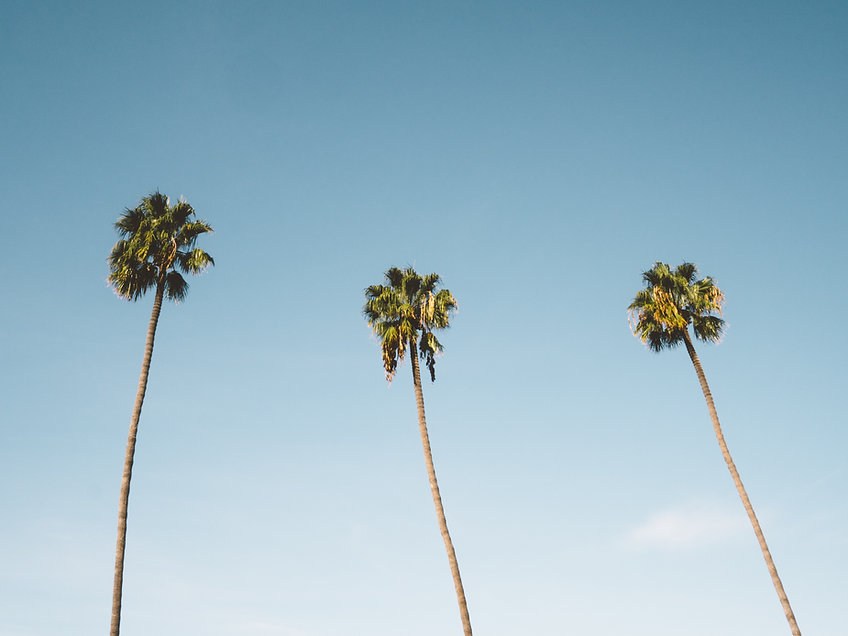 Palm Trees