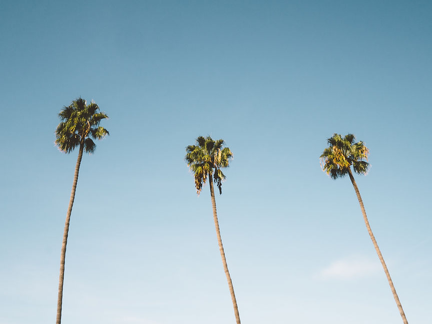 Palm Trees