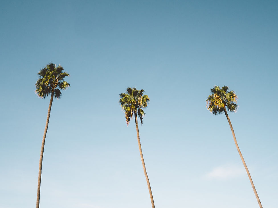 Three Palm Trees