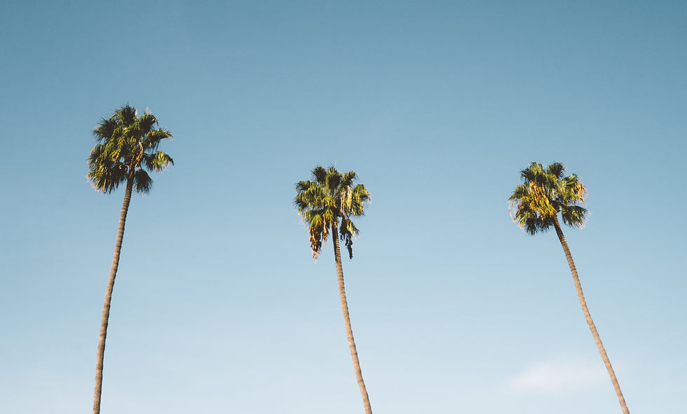 Palm Trees