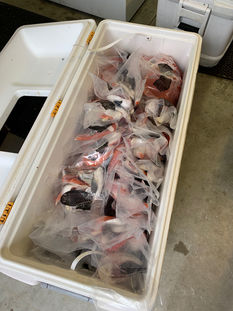 Full Cooler