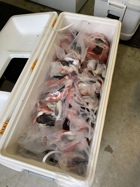 Full Cooler
