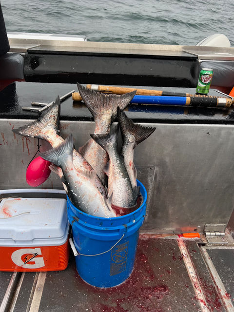 Bucket of Salmon