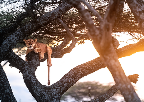 Serengeti National Park - tree climbing lion sunset