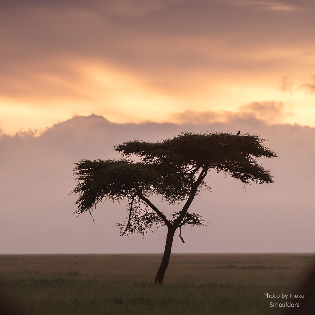 Een eenzame boom in de Serengeti tijdens een dramatische zonsondergang