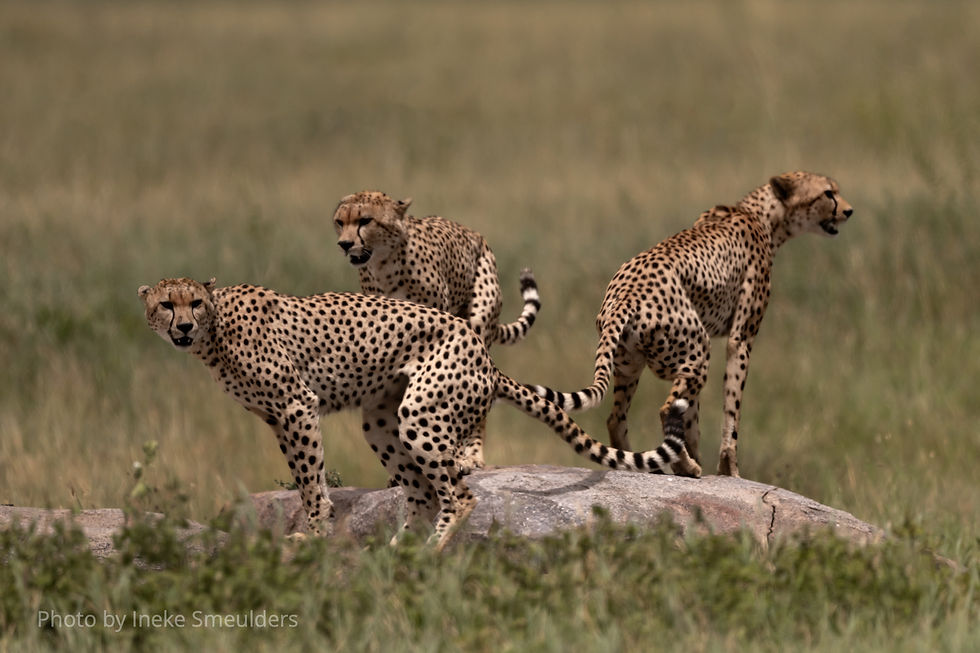 Three cheetahs on a small rock in the plains.