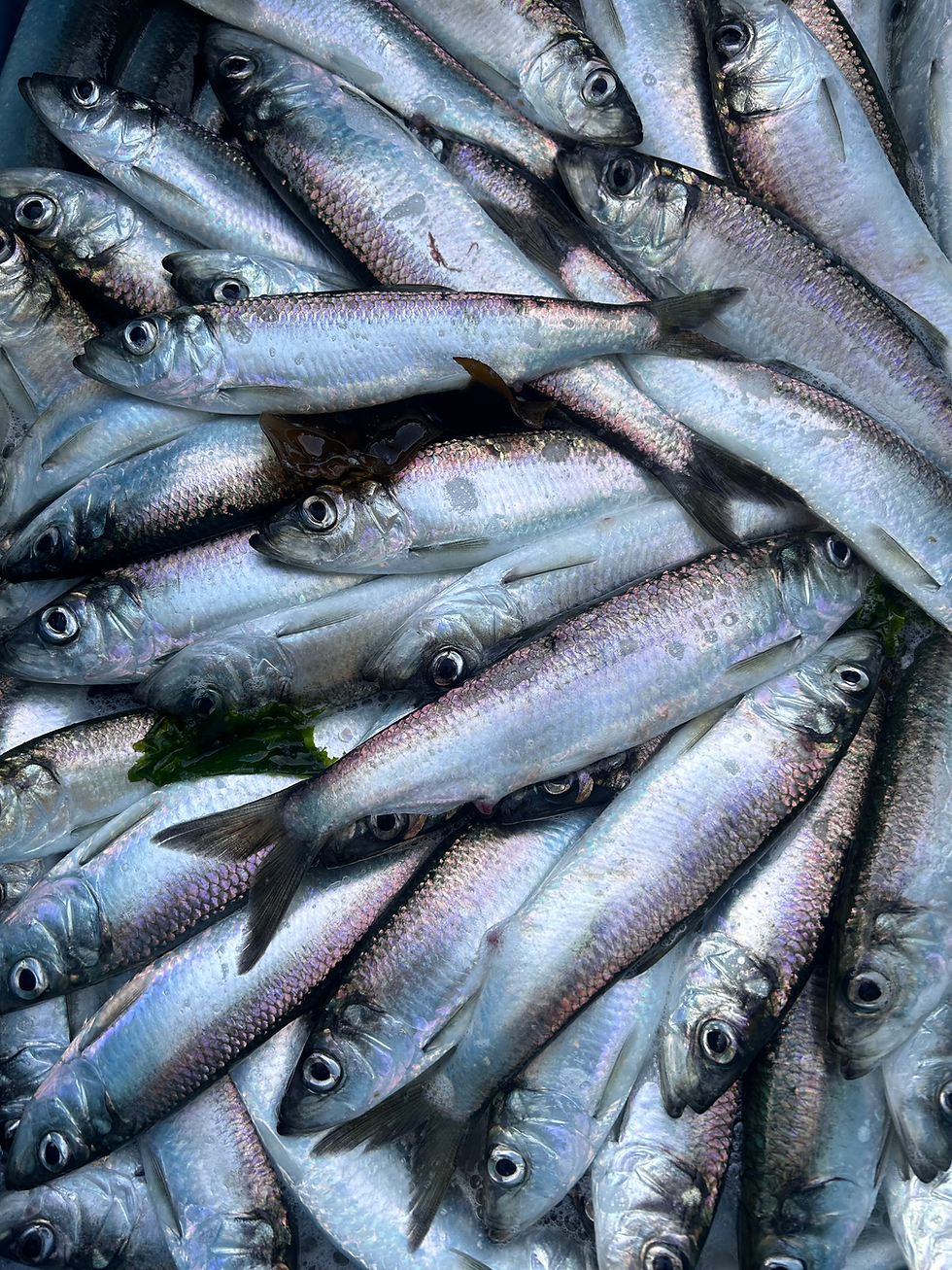 Thumbnail: Herring Hoop Earrings