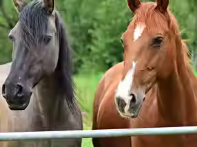 Promoting Equine Welfare & Health