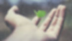 Wilderness_edited.jpg