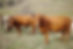 KeystoneLandLivestockHapafilms-84.jpg
