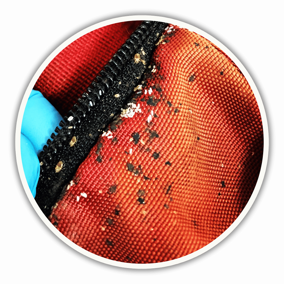 Loyal Pest Control Square Image (12).png