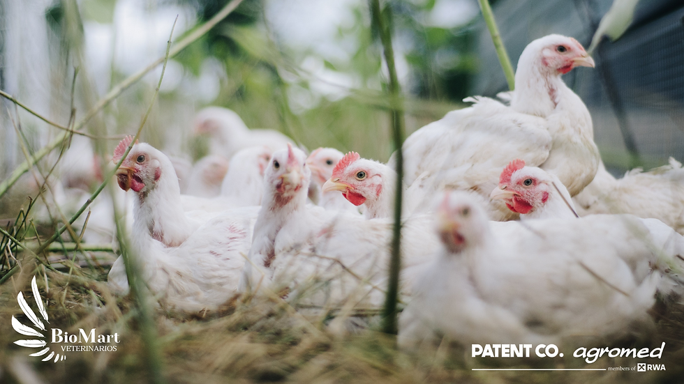 Interacción Micotoxicosis–Coccidiosis: Claves del Daño Intestinal