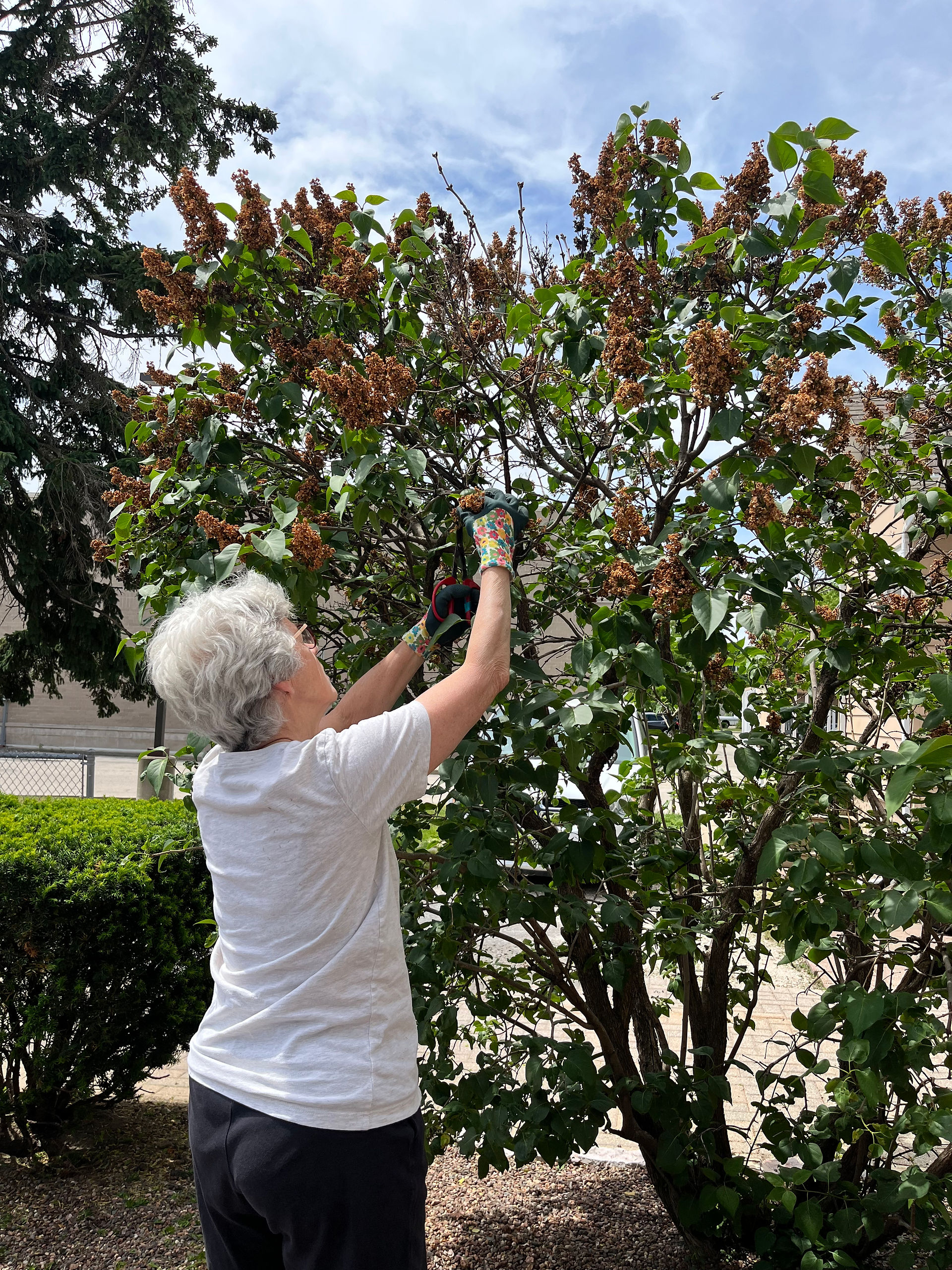trimming tree