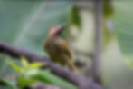 241208-Jack Brown-hummingbirds-alambi-reserve-124005-gp.jpg