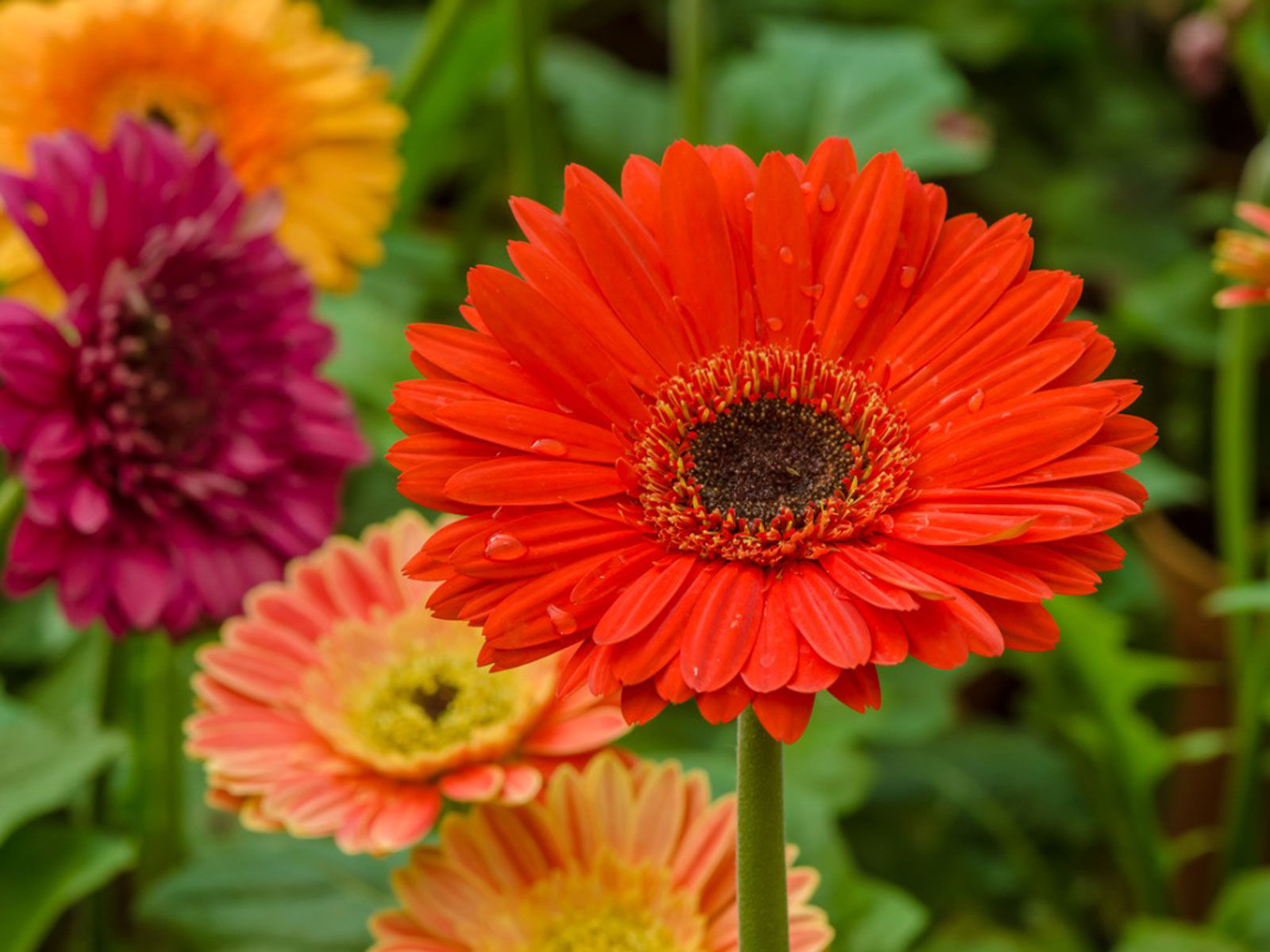Gerbera Daisy
