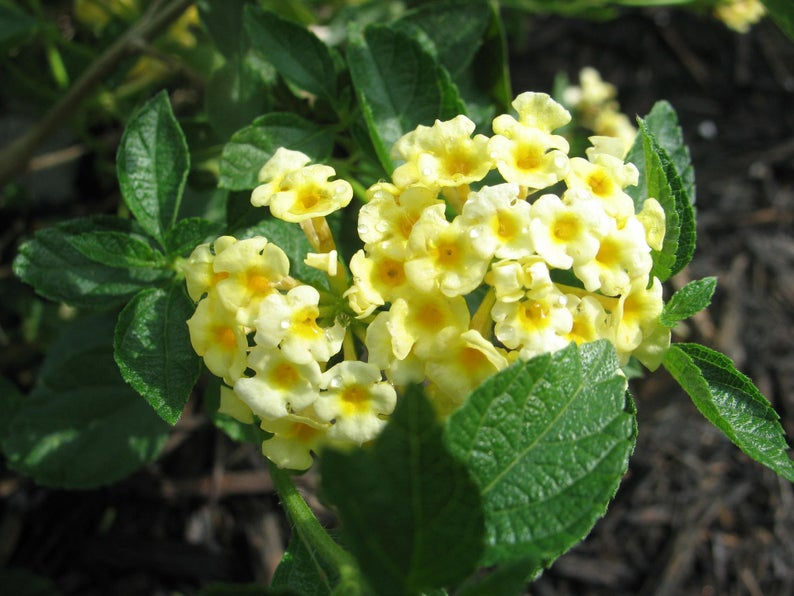 Lemon Color Lantana