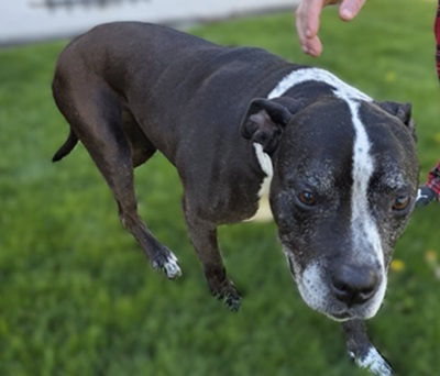DUCHESS IN 2026 11-12 YEARS OLD