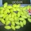 Miniatura: Perles ovales flottantes autobloquantes (OU205)Jaune
