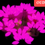 Thumbnail: Perles ovales flottantes autobloquantes (OUD102)