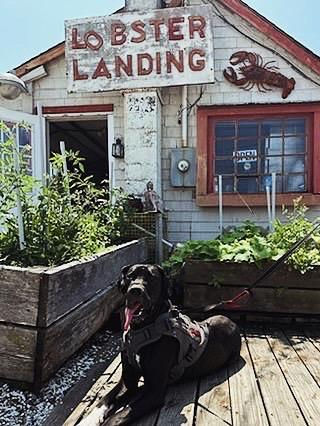 Lobster Landing