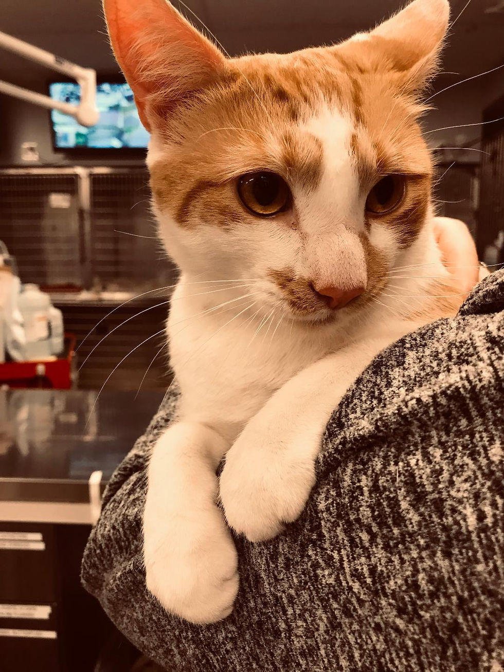 Veterinary Bloodwork: CBC/Chemistry Panels