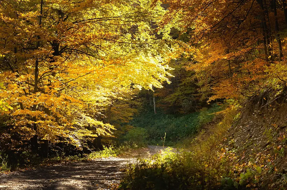 strong-mit-annka-outdoortraining-wald.webp