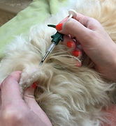 Insersion d'une micropuce