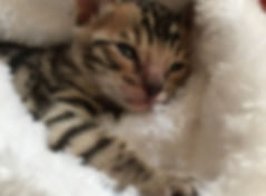 Petit chaton de la Chatterie Catbengal