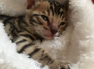 Petit chaton de la Chatterie Catbengal