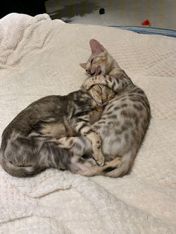 L'amour entre frère et soeur