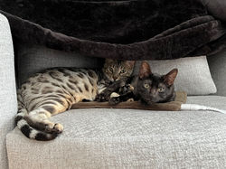 Billy et Lilo
