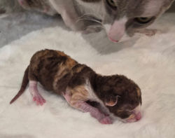 Cybèle et son chaton
