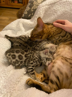 Mariah et ses petits