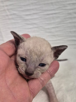 Chaton Rex de Cornouaille