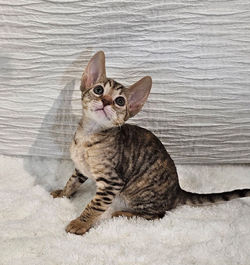 Chaton Rex 2 mois
