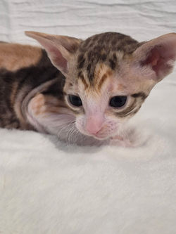 Chaton Rex de Cornouaille