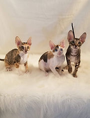 Chatons de la Chatterie Mes Fanrtaisies