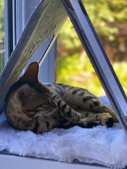 Tipi