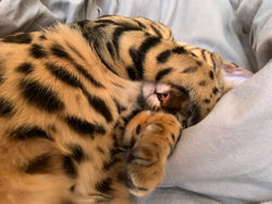 Nala qui dort