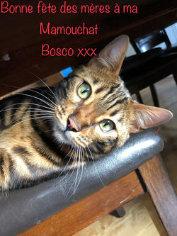 Bosco 1 an