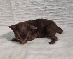 Chaton Rex de Cornouaille