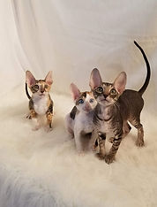 Chatons de la chatterie Mes Fantaisies