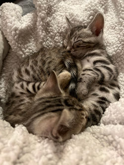 chatons de Samantha