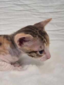 Chaton Rex de Cornouaille